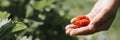 Ugly ripe strawberry in a child`s hand on organic strawberry farm, people picking strawberries in summer season, harvest berries.