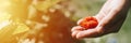 Ugly ripe strawberry in a child`s hand on organic strawberry farm, people picking strawberries in summer season, harvest berries.