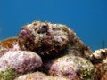 Ugly scorpion fish