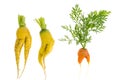 Ugly shaped vegetables, food. Deformed fresh organic carrots. Misshapen produce