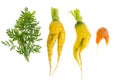 Ugly shaped vegetables, food. Deformed fresh organic carrots. Misshapen produce