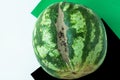 Ugly shaped watermelon with scar-like structure, scratch on white background