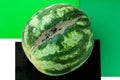 Ugly shaped watermelon with scar-like structure, scratch on white background Royalty Free Stock Photo
