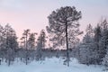 Ugly snow covered pine Royalty Free Stock Photo