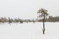 Ugly snow covered pine Royalty Free Stock Photo