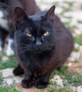 ugly stray cat, black abandoned cat