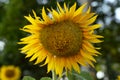 Ugly sunflower head. Yellow sunflower against the sky. Underdeveloped yellow head of a sunflower. A flawed plant. Royalty Free Stock Photo