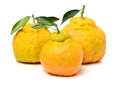Ugly tangerine Royalty Free Stock Photo