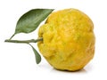 Ugly tangerine Royalty Free Stock Photo
