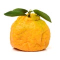 Ugly tangerine Royalty Free Stock Photo