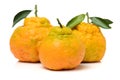 Ugly tangerine Royalty Free Stock Photo
