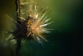 ugly thistle in the autumn sun