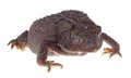 Ugly Toad Royalty Free Stock Photo