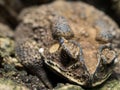 Ugly toad Royalty Free Stock Photo