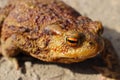 Ugly toad frog close-up