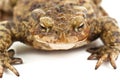 Ugly toad on white Royalty Free Stock Photo