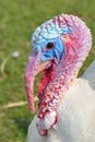 Turkey head Royalty Free Stock Photo