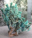 Ugly, unsightly cactus unusual appearance. A cactus is a member of the plant family Cactaceae