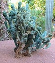 Ugly, unsightly cactus unusual appearance