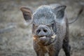 Ugly wild boar