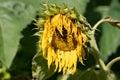 Ugly, wilted sunflower bowing down to the ground. Concept for end of summer, summertime sadness Royalty Free Stock Photo
