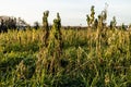 Ugly and withered weed on a harvested crop field late in autumn