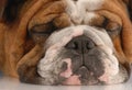 Ugly wrinked english bulldog Royalty Free Stock Photo