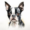 Uhd Watercolor Portrait Of Boston Terrier Dog - Detailed Character Design Royalty Free Stock Photo