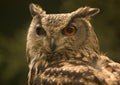 Uhu 2 Royalty Free Stock Photo
