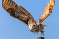 Uhu - European eagle owl flying Royalty Free Stock Photo