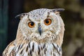 Uhu owl close-up Royalty Free Stock Photo