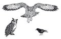 Uhu, owl and raven isolated, illustration