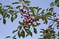 Uicy red cherry on the branches of a tree against the sky Royalty Free Stock Photo