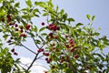 Uicy red cherry on the branches of a tree against the sky Royalty Free Stock Photo