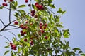 Uicy red cherry on the branches of a tree against the sky Royalty Free Stock Photo