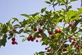 Uicy red cherry on the branches of a tree against the sky Royalty Free Stock Photo