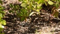 Uinta chipmunk foraging for seeds and berries Royalty Free Stock Photo