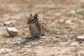 Uinta Chipmunk Tamias umbrinus