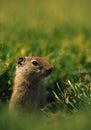 Uinta Ground Squirrel Royalty Free Stock Photo