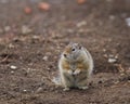 Uinta Ground Squirrel