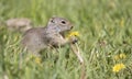 Uinta Ground Squirrel eating yellow flower Royalty Free Stock Photo