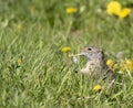 Uinta Ground Squirrel eating yellow flower stem Royalty Free Stock Photo