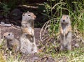 Uinta Ground Squirrel Family