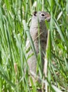 Uinta Ground Squirrel in Grass Royalty Free Stock Photo