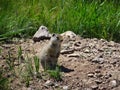 Uinta Ground Squirrel keeping watch on hind legs. Royalty Free Stock Photo
