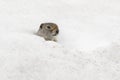 Uinta ground squirrel out of burrow in early spring