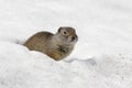 Uinta ground squirrel out of burrow in early spring Royalty Free Stock Photo