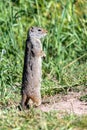 Uinta ground squirrel Urocitellus armatus