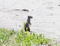 A Uinta Ground Squirrel (Urocitellus armatus) Standing Tall on a Wyoming Roadside