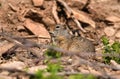 Uinta Ground Squirrel, Utah Royalty Free Stock Photo